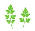 Parsley logo. Isolated parsley on white background