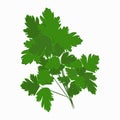 Parsley. Medicinal plant. Spices, vitamins, food.