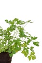 Parsley in a peat pot Royalty Free Stock Photo