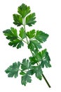 Parsley Petroselinum crispum, paths Royalty Free Stock Photo