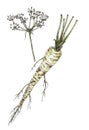 Parsley Petroselinum crispum root and fruits Royalty Free Stock Photo