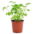 Parsley plant in a flowerpot Royalty Free Stock Photo