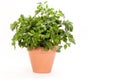 Parsley Plant - Italian Flat Leaf Royalty Free Stock Photo