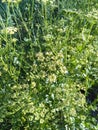 Parsley plant (Petroselinum crispum)