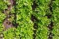 Parsley planted on the beds in the garden