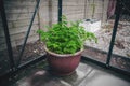 Parsley in a pot Royalty Free Stock Photo