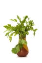 Parsley pot Royalty Free Stock Photo