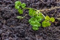 Parsley on potting soil