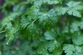 Parsley in the rain