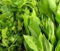 Parsley and ramson leaf vegetables Royalty Free Stock Photo