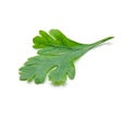 Parsley root isolated Royalty Free Stock Photo