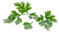 Parsley root isolated Royalty Free Stock Photo