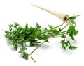 Parsley root isolated Royalty Free Stock Photo