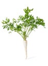 Parsley root isolated