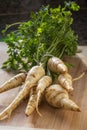 Parsley root with leaves