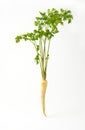 Parsley root