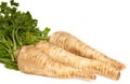 Parsley Root on white background