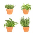 Parsley, Sage, Rosemary and Thyme Herbs Royalty Free Stock Photo
