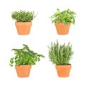Parsley, Sage, Rosemary and Thyme Herbs Royalty Free Stock Photo