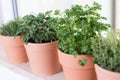 Herbs on a window sill Royalty Free Stock Photo