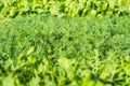 Parsley salad dill close-up background