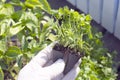 Parsley seedlings ready to plant into soil for home gardening