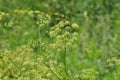 Parsley seeds