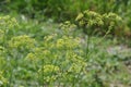 Parsley seeds