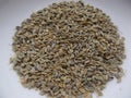 Parsley Seeds