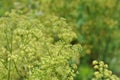 Parsley seeds