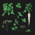 Parsley set. Hand drawn colorful collection with greens, bunch, leaf, root, flower. Vector illustration on black