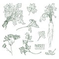 Parsley set. Hand drawn contour collection with greens, bunch, leaf, root, flower. Vector illustration.