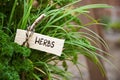 Parsley and society garlic with a marker labled herbs, garden co