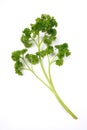 Parsley Sprig