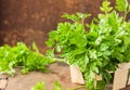 Parsley sprigs in a brown wicker basket and wooden board. Garden parsley herbs. Organic effective source of anti-oxidant nutrients Royalty Free Stock Photo