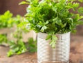 Parsley sprigs in a brown wicker basket and wooden board. Garden parsley herbs. Organic effective source of anti-oxidant nutrients Royalty Free Stock Photo