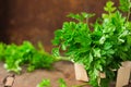 Delicious Parsley sprigs in a brown wicker basket and wooden board. Garden parsley herbs. Organic effective source of anti-oxidant Royalty Free Stock Photo