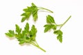 Parsley sprigs Royalty Free Stock Photo