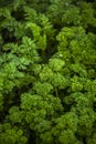 Parsley Royalty Free Stock Photo