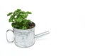 Parsley in a in a tin watering can Royalty Free Stock Photo