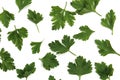 Texture of green leaves of fresh parsley lie on a white background Royalty Free Stock Photo