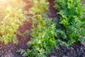 Parsley vegetable bed garden with beautiful sunlight. Royalty Free Stock Photo