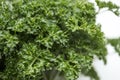 Parsley on a white background