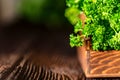 Parsley in wooden box on wooden background close Royalty Free Stock Photo