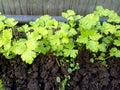 Parsley, young juicy parsley shoots