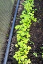 Parsley, young juicy parsley shoots