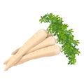 Parsnip for banners, flyers, posters, cards. Bunch of parsnips with tops. Parsnip root. Fresh organic and healthy, diet