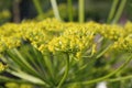 Parsnip flowers Royalty Free Stock Photo