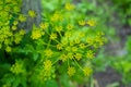 Parsnip - Pastinaca Sativa flowers