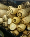 Parsnip, Pastinaca sativa